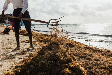 Reviving Traditional Seaweed Farming at Rockaway Beach